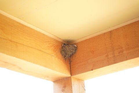 Baby Birds