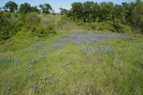 Bluebonnets at Ranch