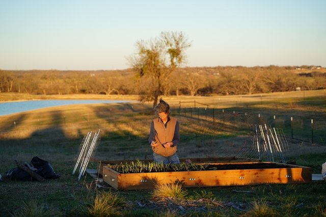 Planting Onions